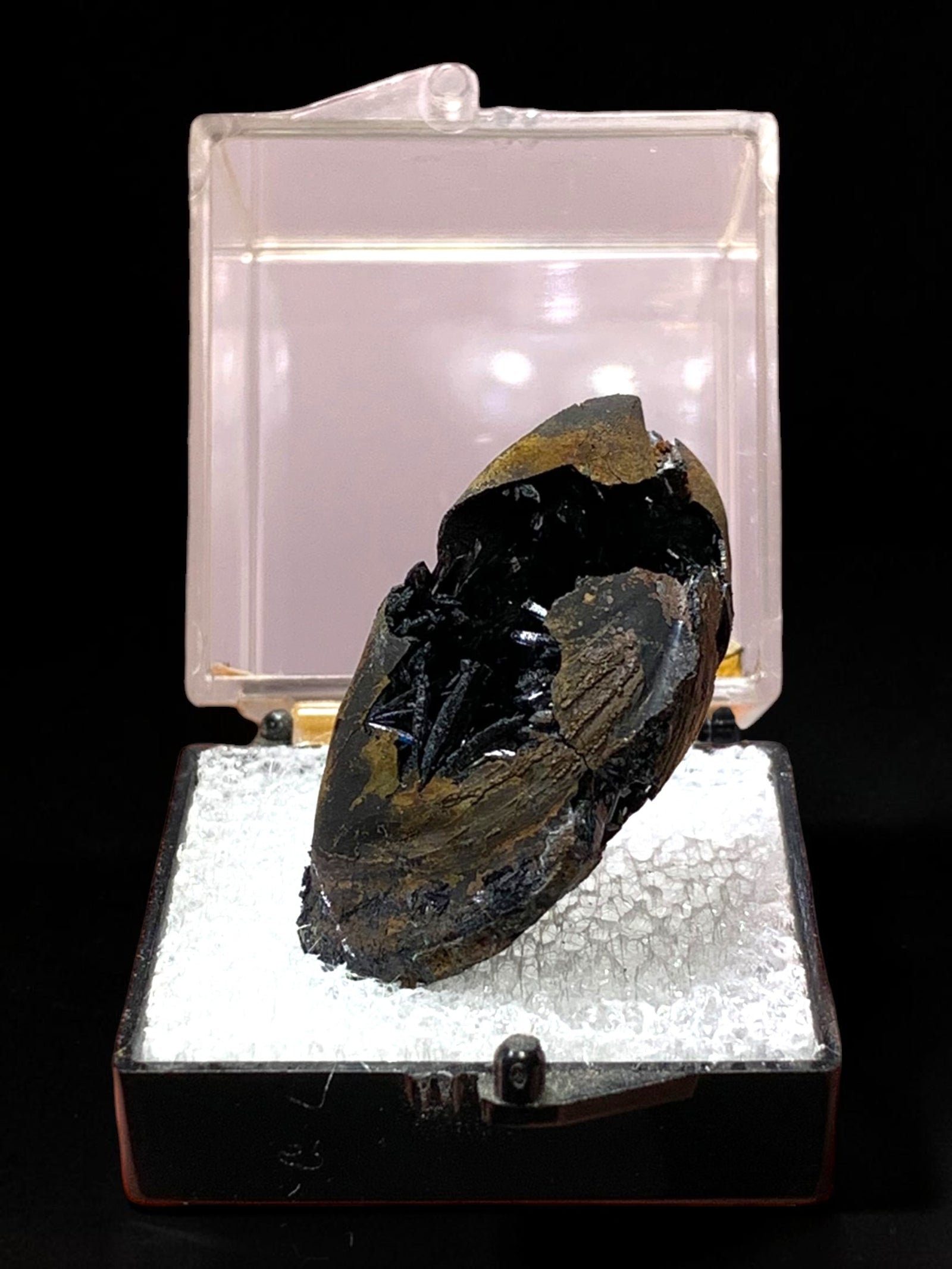 Vivianite in Shell Fossil, Kerch Peninsula, Ukraine