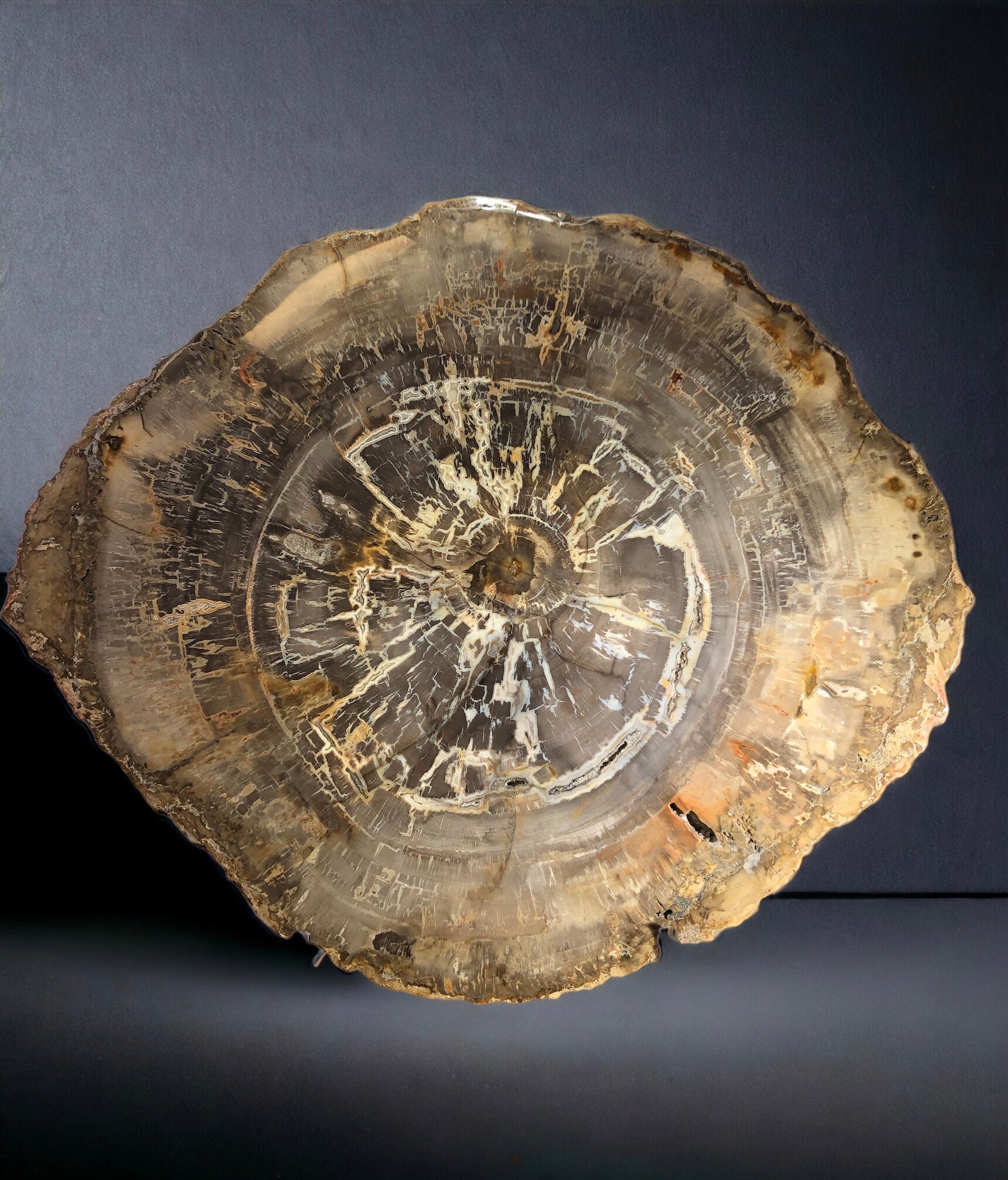 Petrified Wood Slice, Madagascar