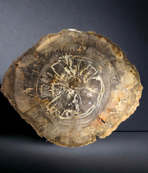 Petrified Wood Slice, Madagascar