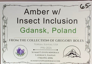 Amber w/ Insect Inclusion, Poland