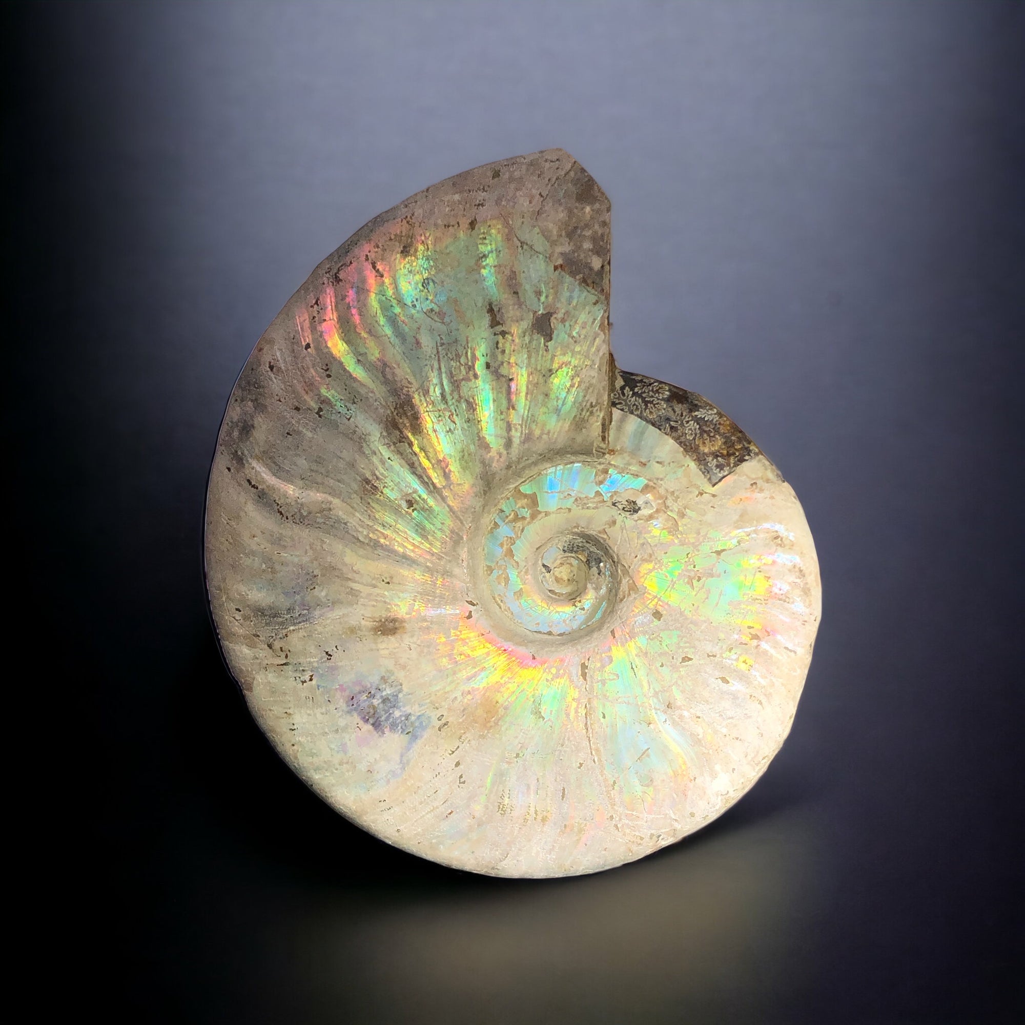 Iridescent Ammonite, Madagascar