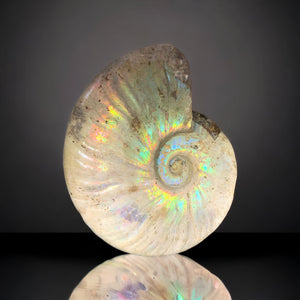 Iridescent Ammonite, Madagascar