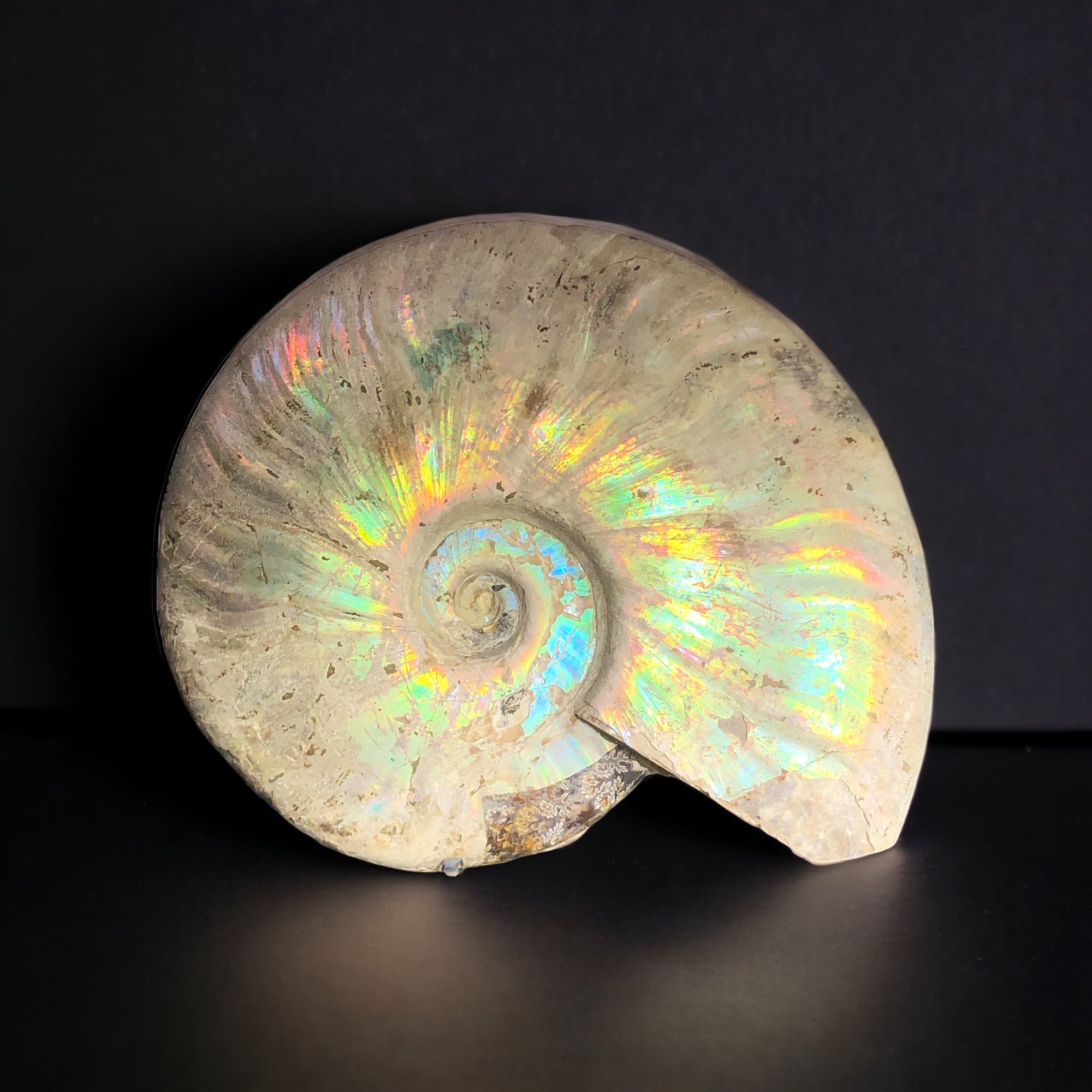 Iridescent Ammonite, Madagascar