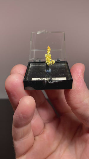 Native Gold, Angels Camp, California