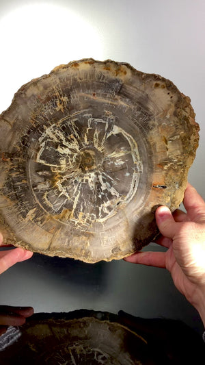 Petrified Wood Slice, Madagascar