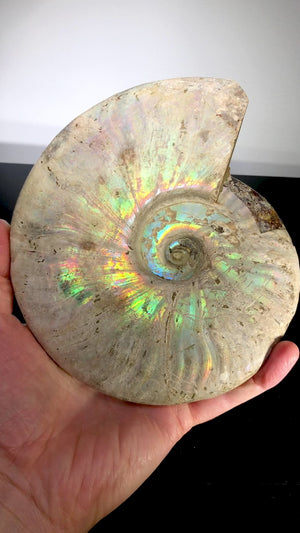 Iridescent Ammonite, Madagascar