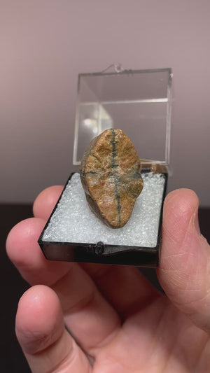 Chiastolite, Dalton Ranch, California