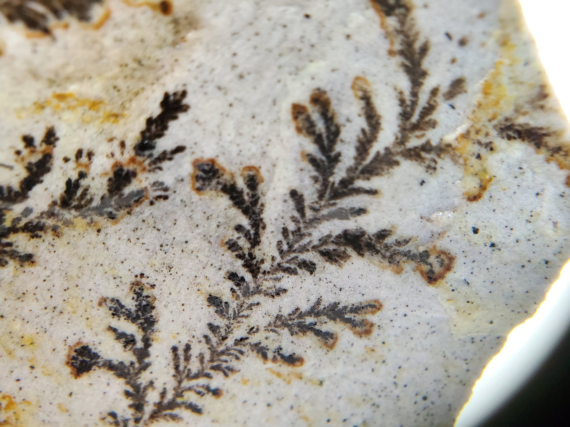 Dendrite and Limestone, Utah