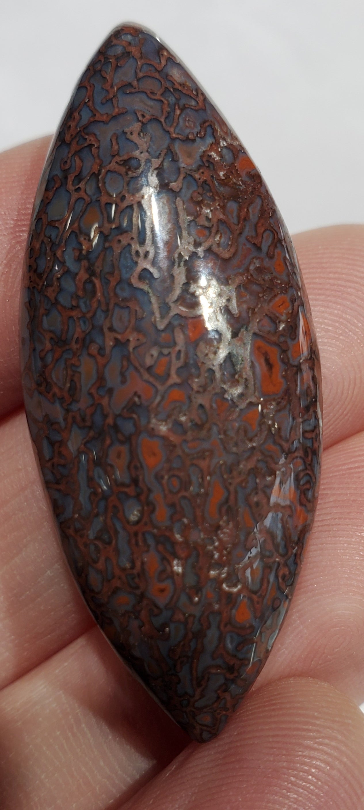 Dinosaur Bone Cabochon