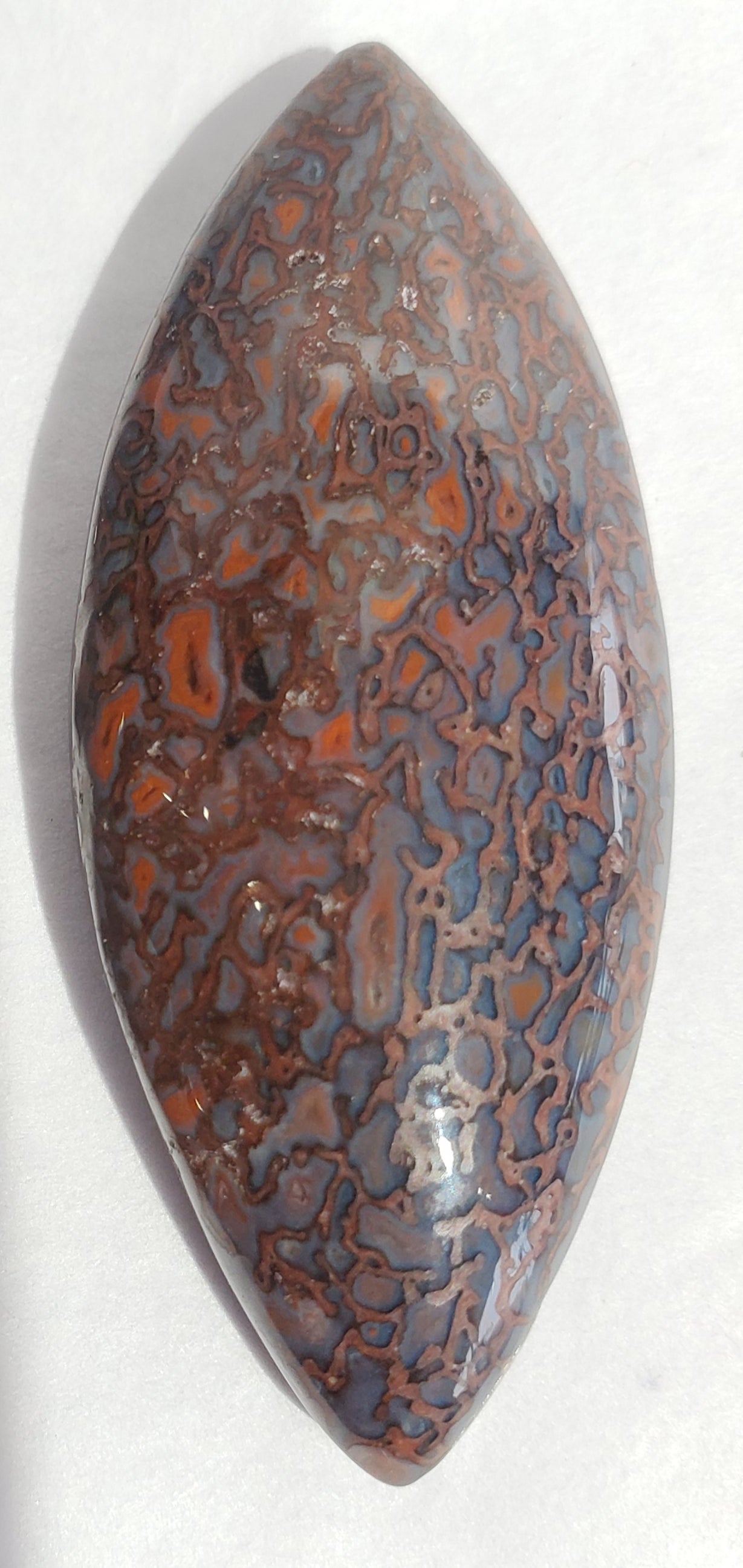 Dinosaur Bone Cabochon