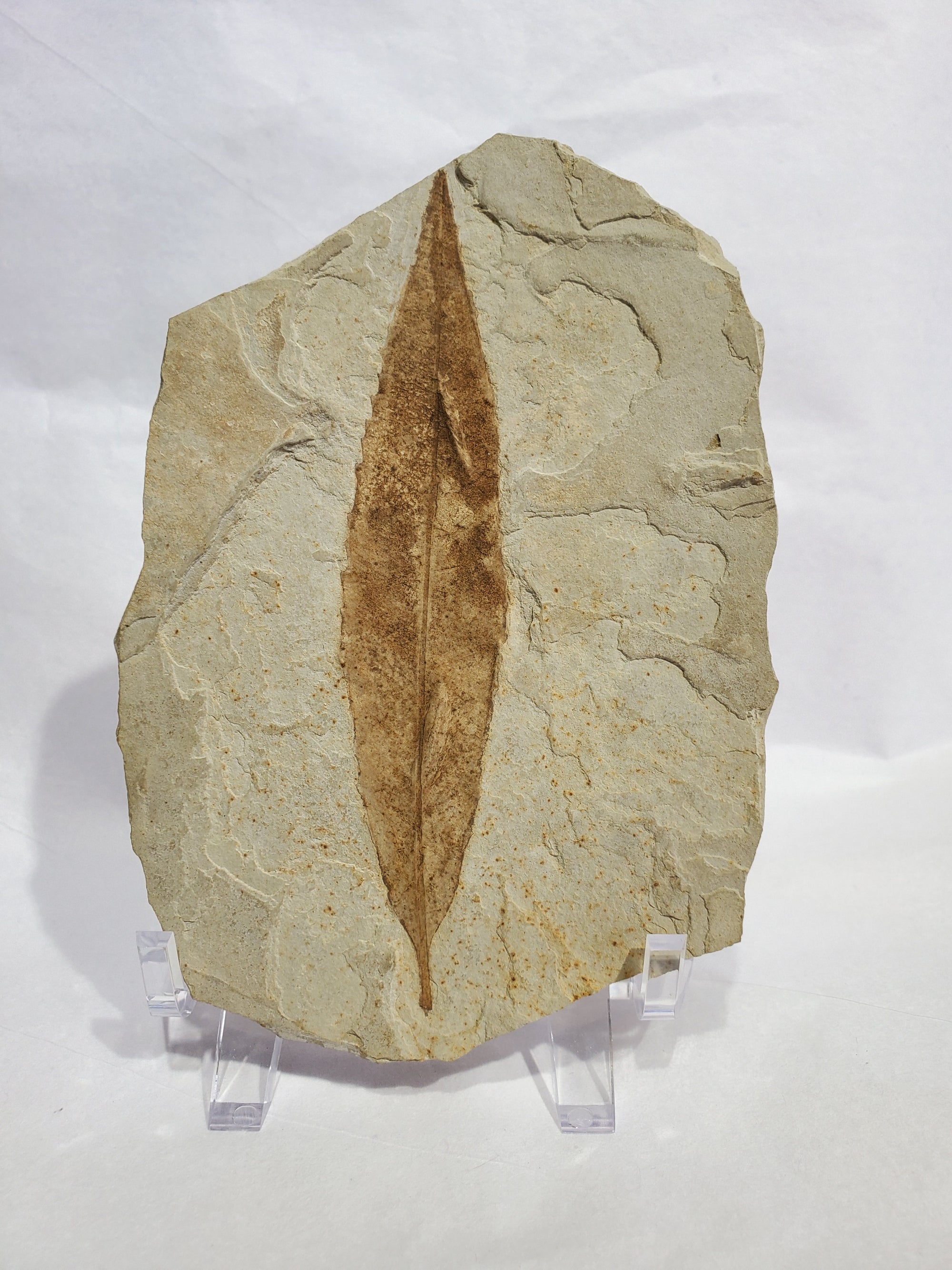 Allophylus Flecifola Fossil, Utah