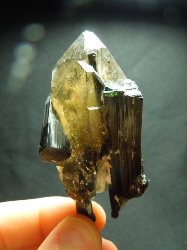 Uvite store Tourmaline in Smoky Quartz