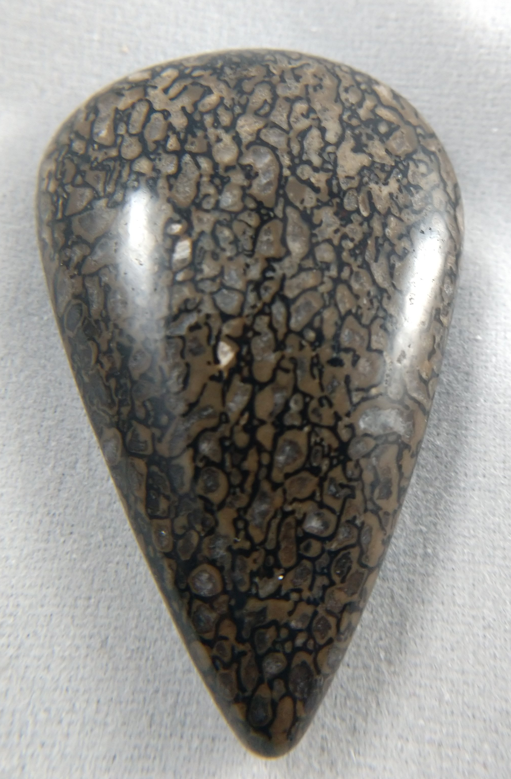 Dinosaur Bone Cabochon