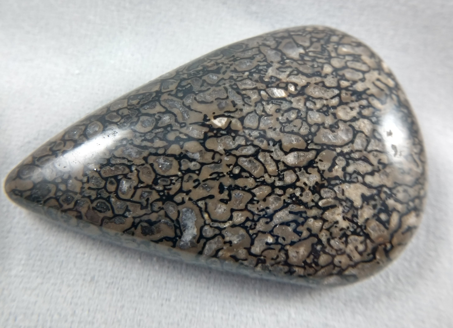 Dinosaur Bone Cabochon