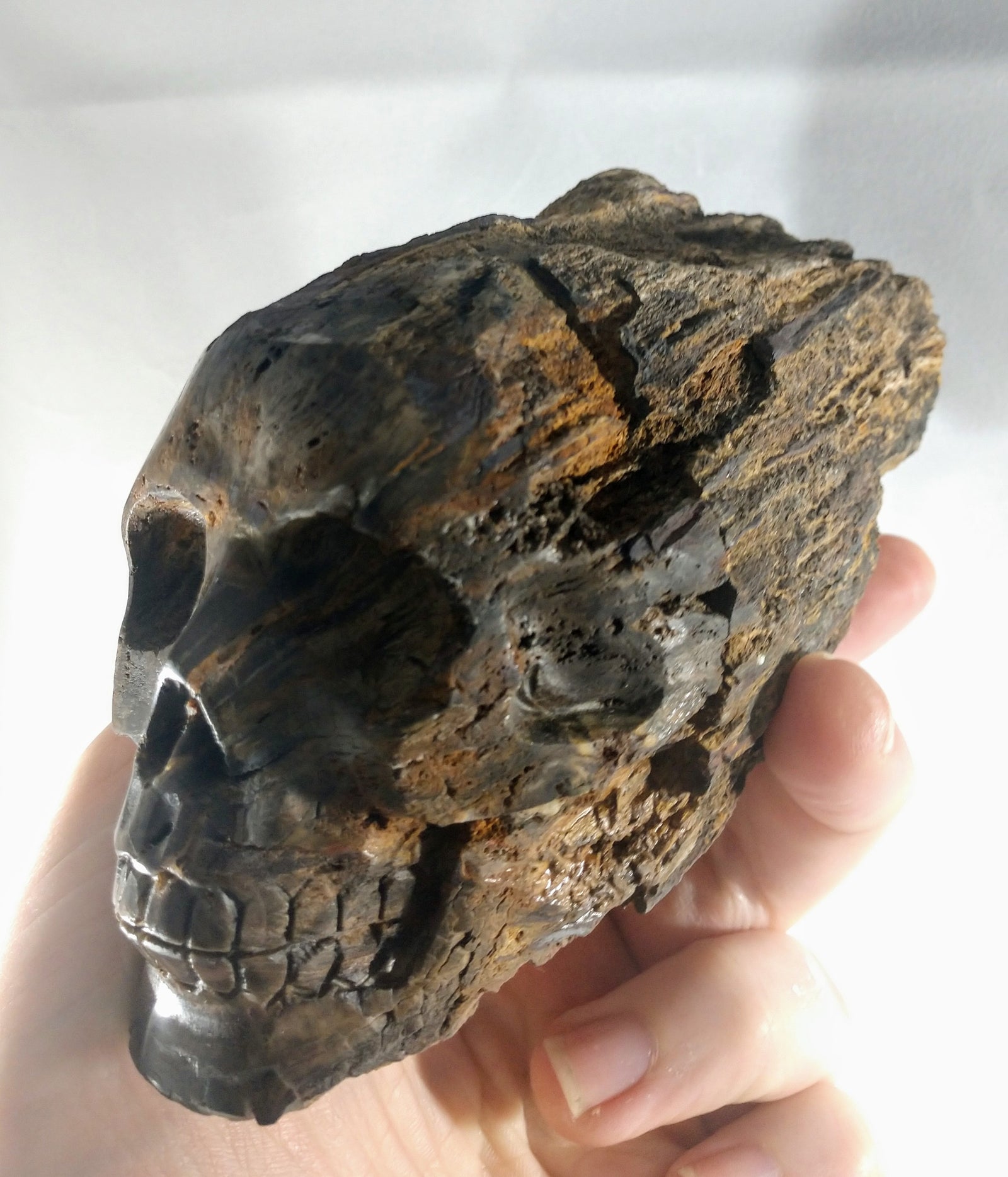 Petrified Wood Skull