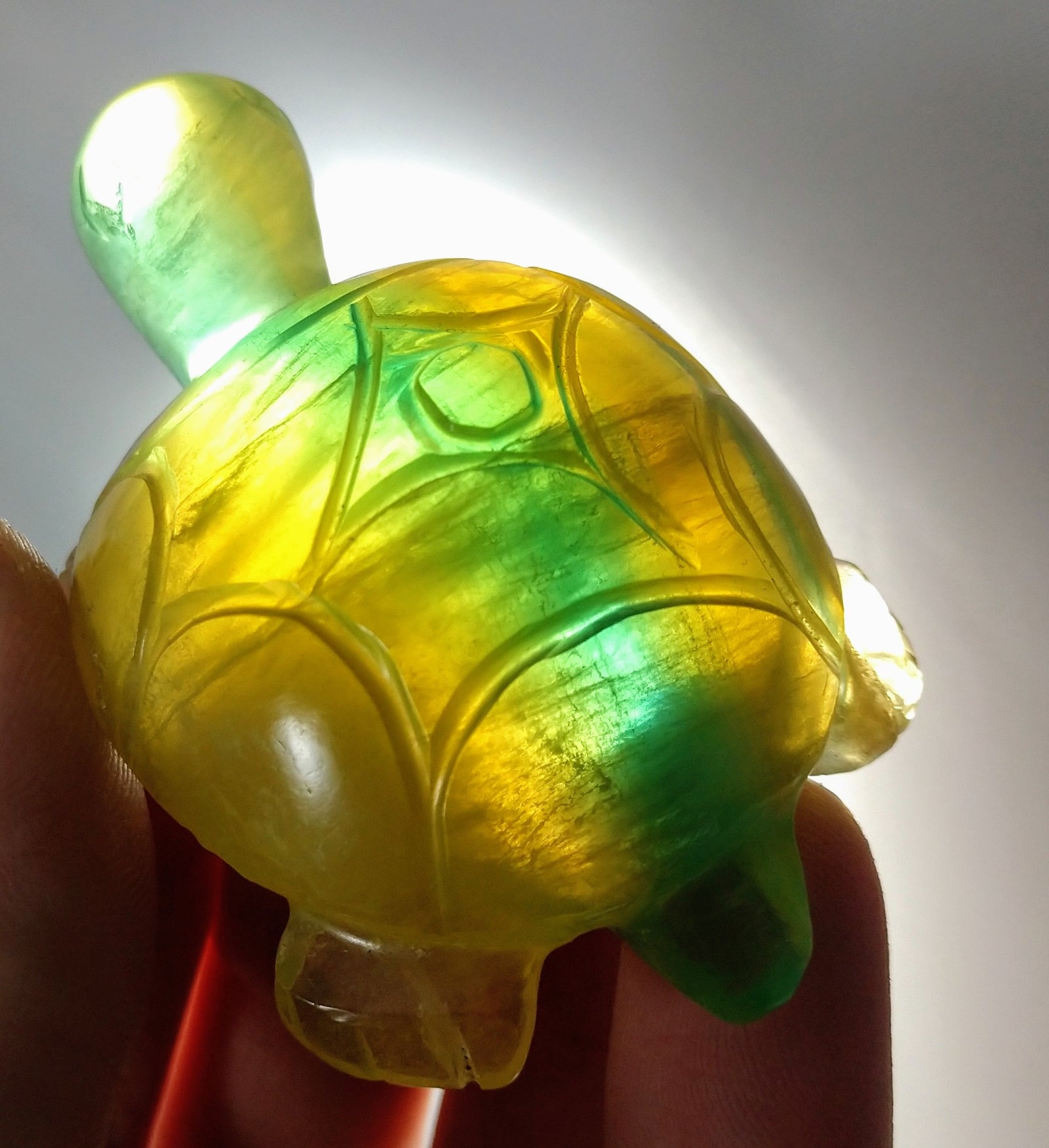 Fluorite Turtle
