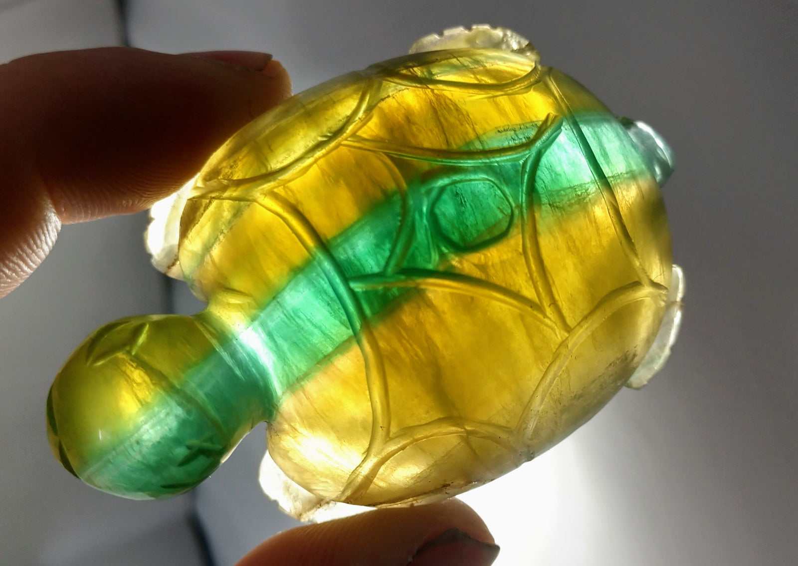 Fluorite Turtle