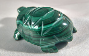 Malachite Turtle