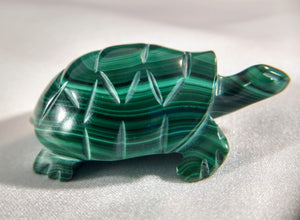 Malachite Turtle