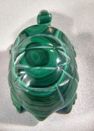 Malachite Turtle