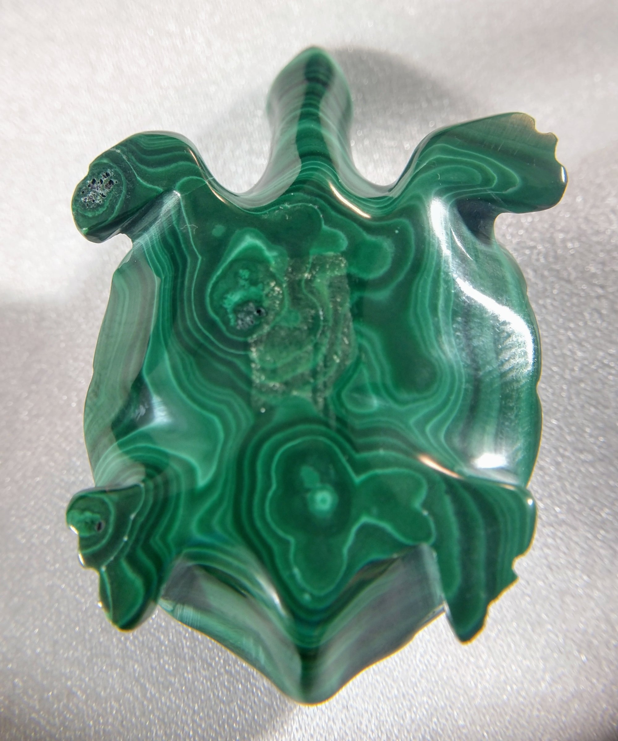 Malachite Turtle