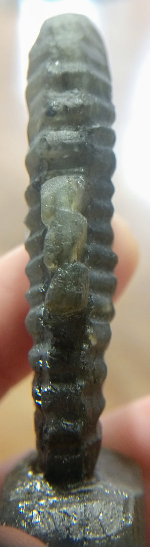 Labradorite Seahorse