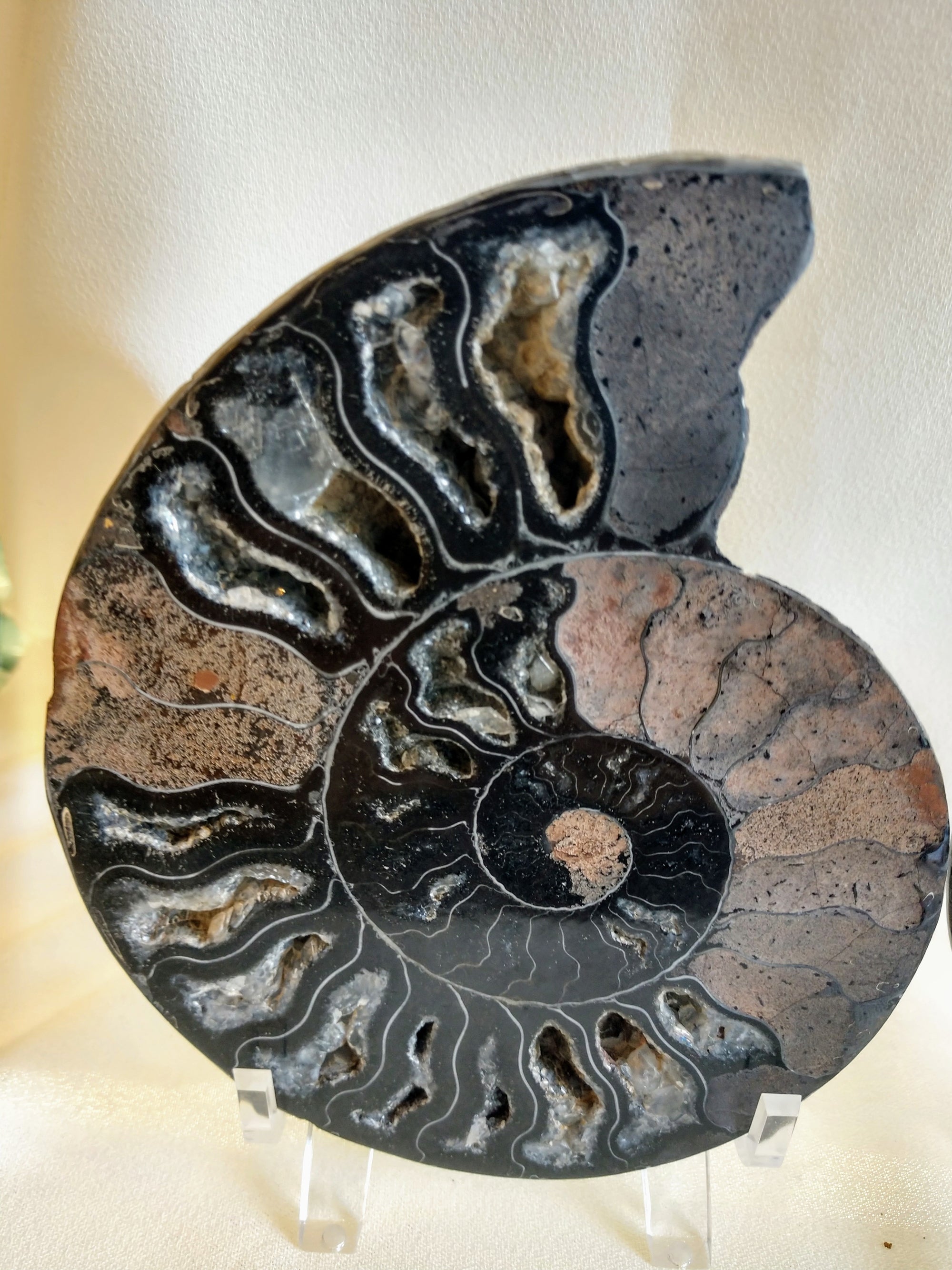 Black Ammonite Pair