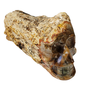 Petrified Wood Skull (Madagascar)