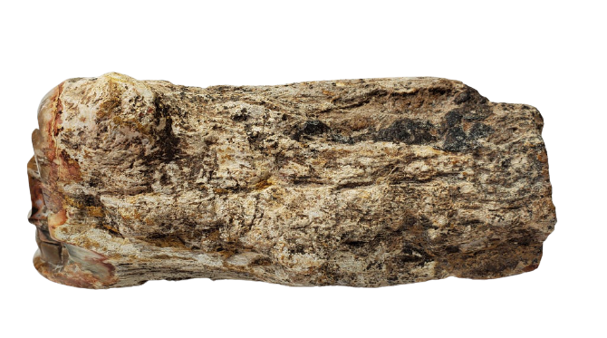 Petrified Wood Skull (Madagascar)