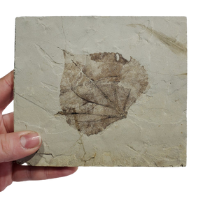 Populus Wilmattae (Poplar Leaf) Fossil