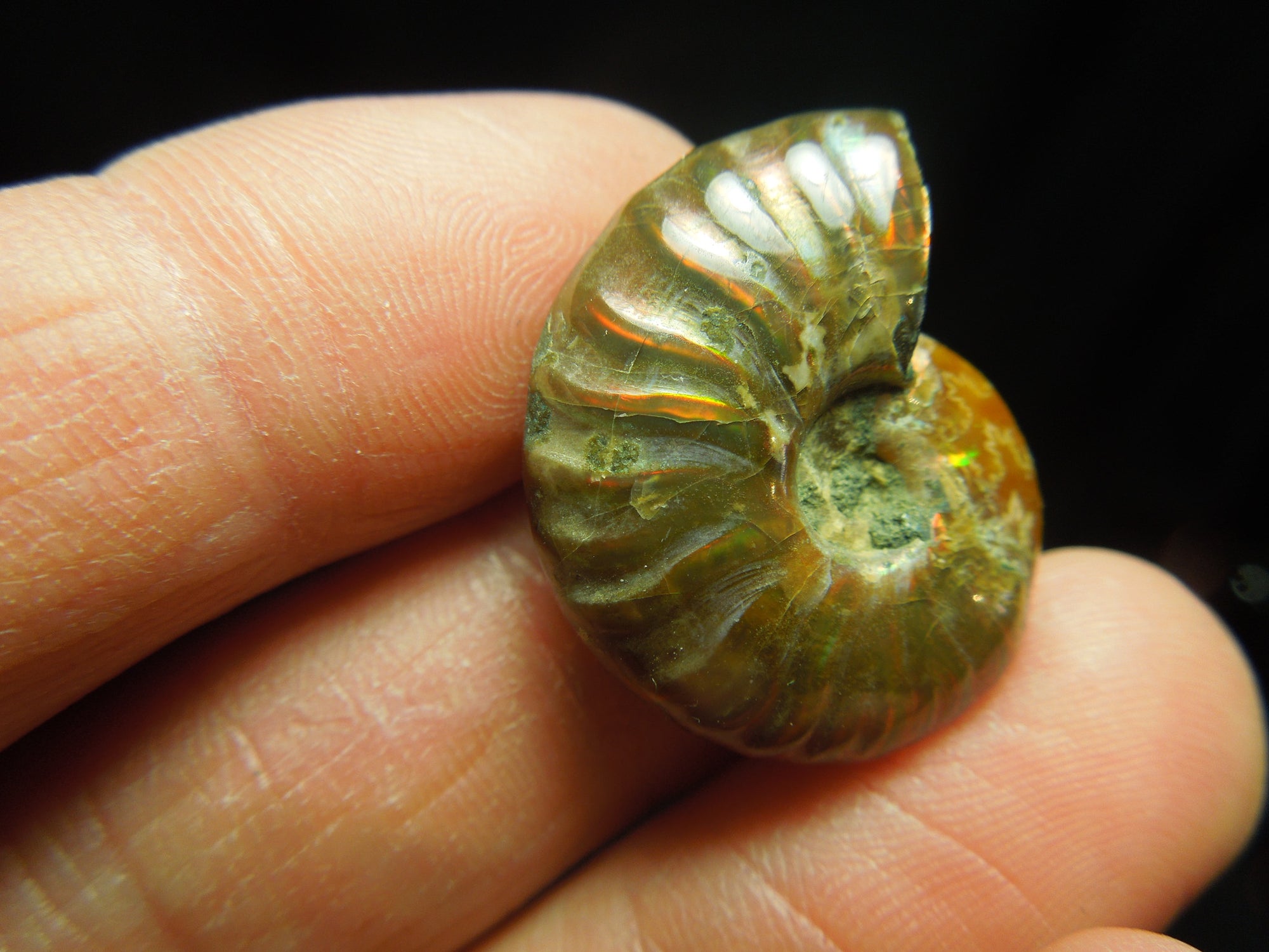 Opalized Ammonite