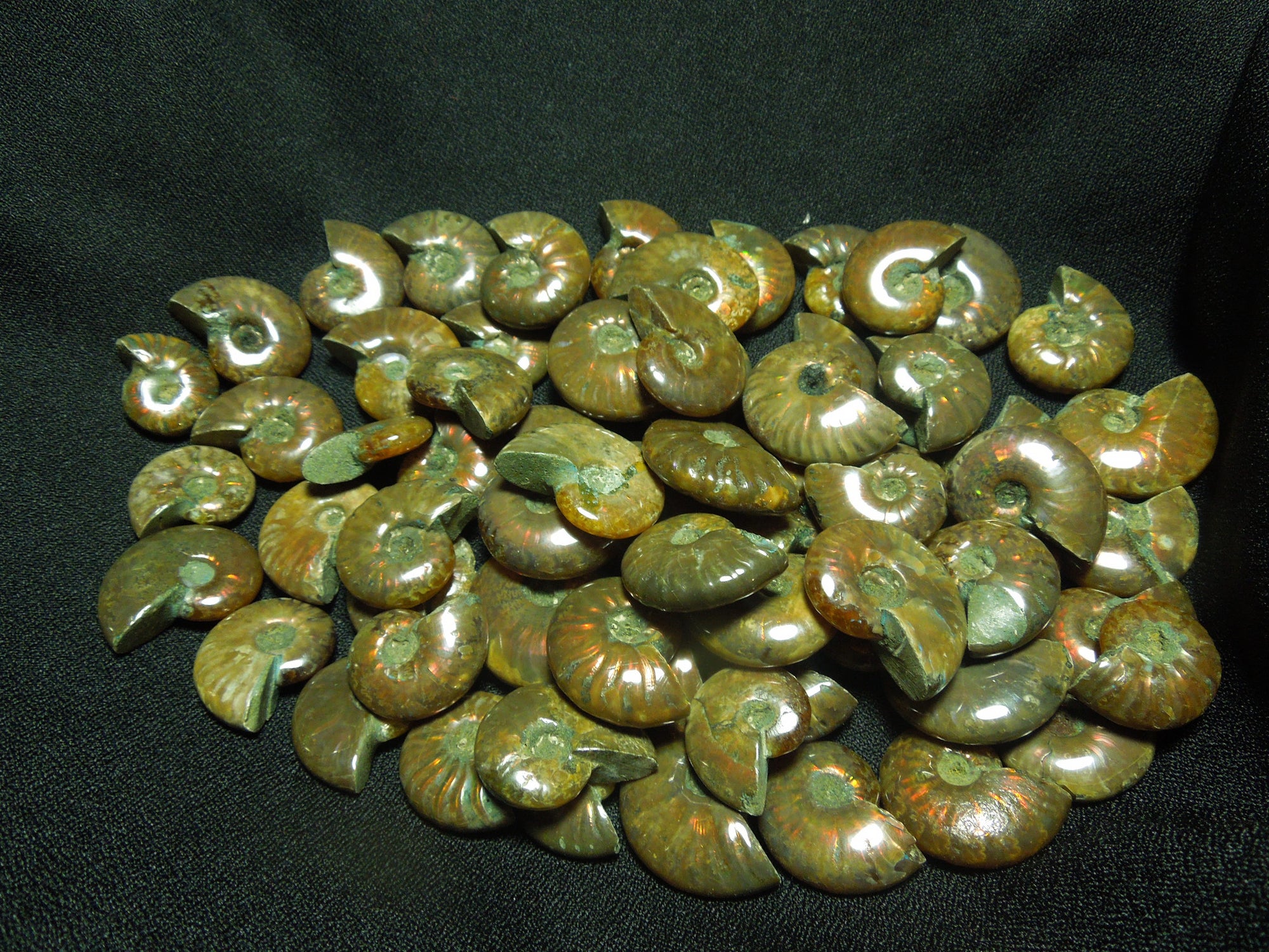 Opalized Ammonite