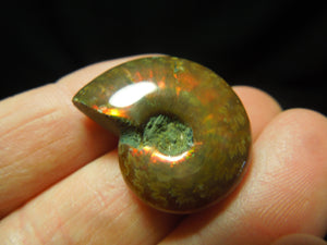 Opalized Ammonite