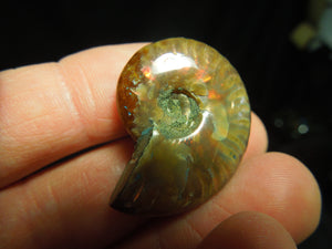 Opalized Ammonite