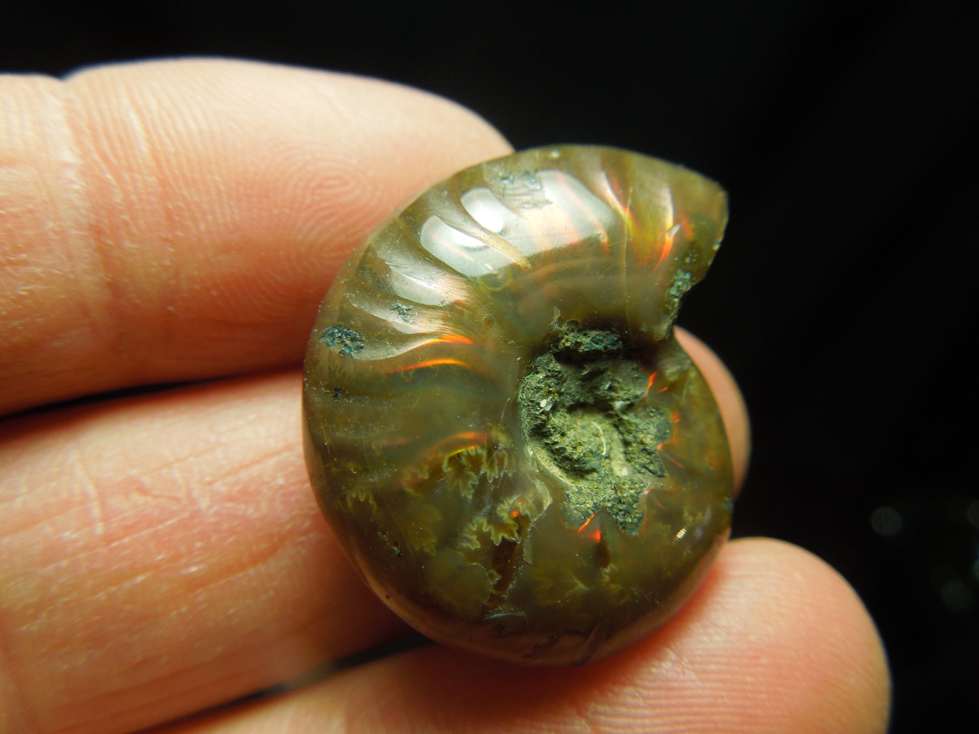 Opalized Ammonite