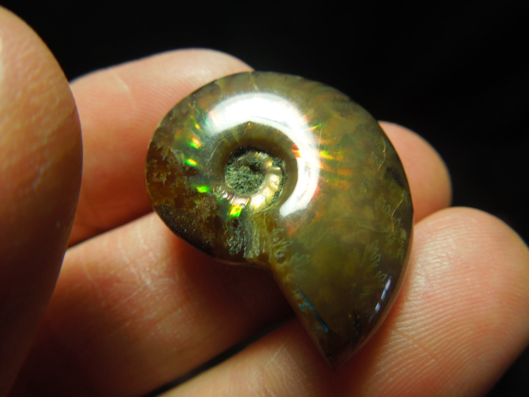 Opalized Ammonite