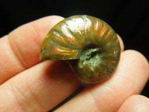 Opalized Ammonite